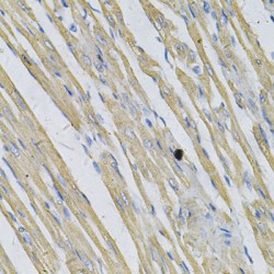 Prion Protein (PRNP) Antibody