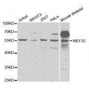 Western blot analysis of extracts of various cell lines, using MEF2C antibody (abx002021) at 1/1000 dilution.