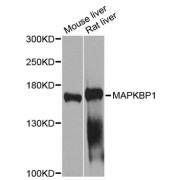 Western blot analysis of extracts of various cell lines, using MAPKBP1 antibody (abx002043) at 1/1000 dilution.