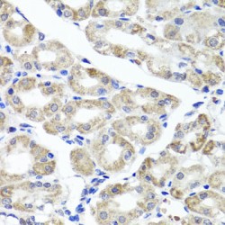 Mitogen-Activated Protein Kinase-Binding Protein 1 (MAPKBP1) Antibody