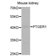 Western blot analysis of extracts of mouse kidney, using PTGER1 antibody (abx002137) at 1:400 dilution.