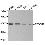 Western blot analysis of extracts of various cell lines, using PTGER2 antibody (abx002138) at 1/200 dilution.