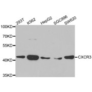 Western blot analysis of extracts of various cell lines, using CXCR3 antibody (abx002145) at 1:400 dilution.