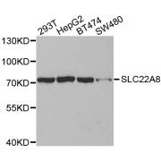 Western blot analysis of extracts of various cell lines, using SLC22A8 antibody (abx002240) at 1:400 dilution.