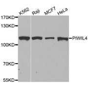 Western blot analysis of extracts of various cell lines, using PIWIL4 antibody (abx002259) at 1/500 dilution.