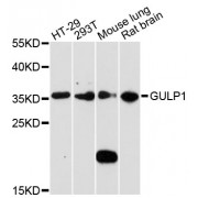 Western blot analysis of extracts of various cell lines, using GULP1 antibody (abx002461) at 1:3000 dilution.