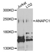 Western blot analysis of extracts of various cell lines, using ANAPC1 antibody (abx002506) at 1/1000 dilution.