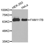 Western blot analysis of extracts of various cell lines, using FAM117B antibody (abx002563).