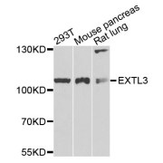 Western blot analysis of extracts of various cell lines, using EXTL3 antibody (abx002804) at 1/1000 dilution.