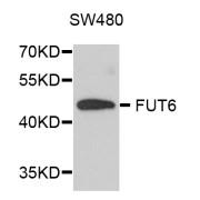 Western blot analysis of extracts of SW480 cells, using FUT6 antibody (abx002815) at 1/1000 dilution.