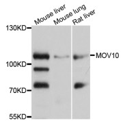 Western blot analysis of extracts of various cell lines, using MOV10 antibody (abx002903) at 1/1000 dilution.