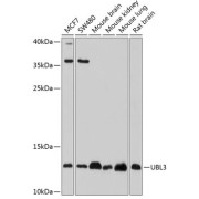 Western blot analysis of extracts of various cell lines, using UBL3 antibody (abx002955) at 1/1000 dilution.