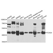 Western blot analysis of extracts of various cell lines, using TEAD4 antibody (abx003065) at 1/1000 dilution.