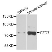 Western blot analysis of extracts of various cell lines, using FZD7 antibody (abx003117) at 1/1000 dilution.