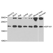 Western blot analysis of extracts of various cell lines, using EIF1AY antibody (abx003167) at 1/1000 dilution.