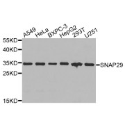 Western blot analysis of extracts of various cell lines, using SNAP29 antibody (abx003186) at 1/1000 dilution.