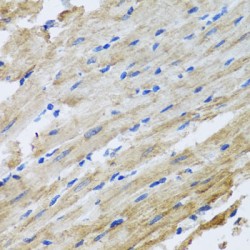 Synaptosomal-Associated Protein 29 (SNAP29) Antibody