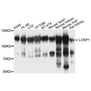 Western blot analysis of extracts of various cell lines, using LONP1 antibody (abx003188) at 1/1000 dilution.