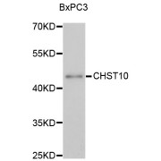 Western blot analysis of extracts of BxPC-3 cells, using CHST10 antibody (abx003200) at 1:3000 dilution.