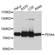 Western blot analysis of extracts of various cell lines, using PDIA4 antibody (abx003217) at 1/1000 dilution.