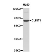 Western blot analysis of extracts of HL-60 cells, using CLINT1 antibody (abx003223).