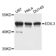 Western blot analysis of extracts of various cell lines, using EDIL3 antibody (abx003257) at 1/1000 dilution.