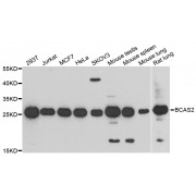 Western blot analysis of extracts of various cell lines, using BCAS2 antibody (abx003280) at 1/1000 dilution.