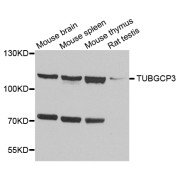 Western blot analysis of extracts of various cell lines, using TUBGCP3 antibody (abx003298) at 1/1000 dilution.