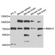 Western blot analysis of extracts of various cell lines, using RBM14 antibody (abx003299) at 1/1000 dilution.