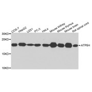 Western blot analysis of extracts of various cell lines, using ATP5H antibody (abx003304) at 1/1000 dilution.