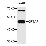 Western blot analysis of extracts of SW480 cells, using CRTAP antibody (abx003307) at 1/1000 dilution.