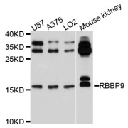 Western blot analysis of extracts of various cell lines, using RBBP9 antibody (abx003328) at 1/1000 dilution.