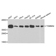 Western blot analysis of extracts of various cell lines, using TOMM34 antibody (abx003340) at 1/1000 dilution.