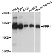 Western blot analysis of extracts of various cell lines, using KRR1 antibody (abx003358) at 1:3000 dilution.