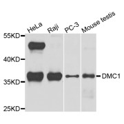 Western blot analysis of extracts of various cell lines, using DMC1 antibody (abx003362) at 1/1000 dilution.