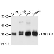 Western blot analysis of extracts of various cell lines, using EXOSC8 antibody (abx003377) at 1/1000 dilution.