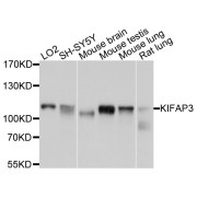 Western blot analysis of extracts of various cell lines, using KIFAP3 antibody (abx003385) at 1/1000 dilution.