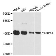 Western blot analysis of extracts of various cell lines, using ERP44 antibody (abx003393) at 1:3000 dilution.