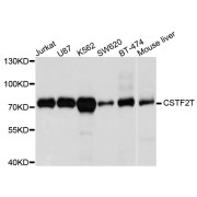 Western blot analysis of extracts of various cell lines, using CSTF2T antibody (abx003405) at 1/1000 dilution.