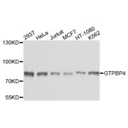 Western blot analysis of extracts of various cell lines, using GTPBP4 antibody (abx003428) at 1/1000 dilution.