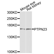 Western blot analysis of extracts of various cell lines, using PTPN23 antibody (abx003454) at 1/1000 dilution.