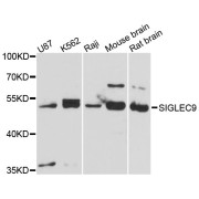 Western blot analysis of extracts of various cell lines, using SIGLEC9 antibody (abx003501) at 1:3000 dilution.