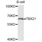 Western blot analysis of extracts of B-cell cells, using TBX21 antibody (abx003533) at 1/1000 dilution.