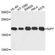 Western blot analysis of extracts of various cell lines, using NIP7 antibody (abx003577) at 1/1000 dilution.