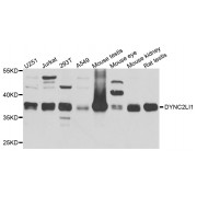 Western blot analysis of extracts of various cell lines, using DYNC2LI1 antibody (abx003590) at 1/1000 dilution.