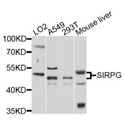 Western blot analysis of extracts of various cell lines, using SIRPG antibody (abx003661) at 1/1000 dilution.