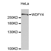 Western blot analysis of extracts of HeLa cells, using WDFY4 antibody (abx003720).