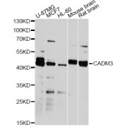 Western blot analysis of extracts of various cell lines, using CADM3 antibody (abx003725) at 1/2000 dilution.