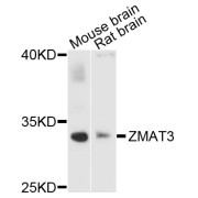 Western blot analysis of extracts of various cell lines, using ZMAT3 antibody (abx003748) at 1/1000 dilution.