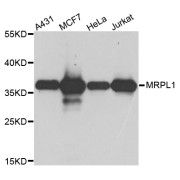 Western blot analysis of extracts of various cell lines, using MRPL1 antibody (abx003765) at 1/1000 dilution.